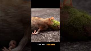 This rat unknowingly eats a strange thingshorts [upl. by Asel396]