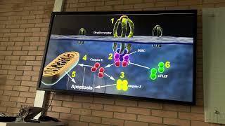 APOPTOSIS cambios bioquímicos PART 1 [upl. by Danyelle]