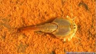 Wild Triops  Living Fossils [upl. by Irina]