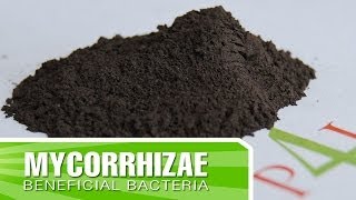 How to create strong roots in your plants with Mycorrhizae  Inoculants [upl. by Amalle307]