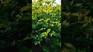 Desh merafarming farmer agriculture youtubeshorts viralvideos [upl. by Kirk]