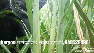 KARYON ORGANIC sugarcane result  9405283962 [upl. by Aisha]