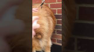 It’s Chow Chow Grooming Time ASMR [upl. by Eirret69]