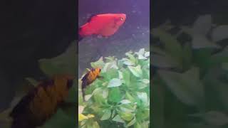 😍 Red platy fish 😍 Very Beautiful Colour 💯🔥 [upl. by Notgnilliw]