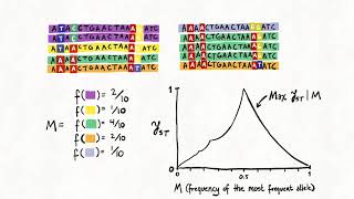 The Relationship Between HaplotypeBased FST and Haplotype Length [upl. by Ybbed482]