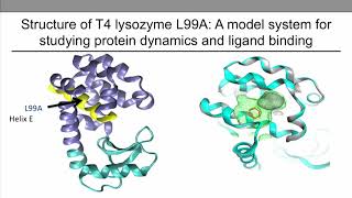 Structure of T4 Lysozyme L99A Mutant [upl. by Adai]