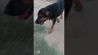 my dog 🐕 shortvideo dog mydog cutdog shorts short Smart dog The dog knows Entertainment [upl. by Scevor]