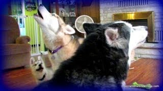 Husky Puppy Howl Can Memphis Howl yet FAN FRIDAY 108 [upl. by Onra]