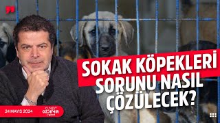 SOKAK KÖPEKLERİ SORUNUNA İNSANİ ÇÖZÜM ÖNERİSİ [upl. by Wolk]