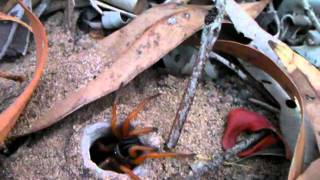 Trapdoor spider Australia [upl. by Derfiniw]