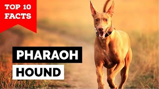 Pharaoh Hound  Top 10 Facts [upl. by Ethelyn590]