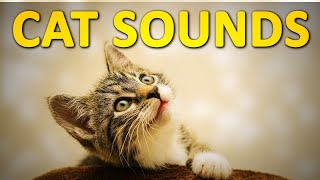 Cat Sounds and Noises  2 Hours [upl. by Lamrouex56]