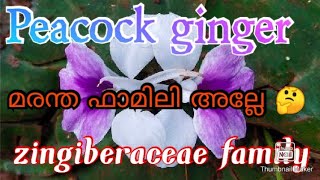 Peacock ginger Sand ginger plant care and propagationmalayalam [upl. by Eecram]