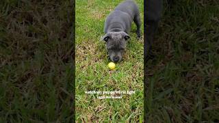 Staffy Puppy VS Lemon 🍋 bluestaffy dog englishstaffy [upl. by Aitel200]