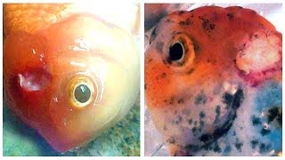 Medication  Cure for Goldfish HOLE IN THE HEAD Disease [upl. by Adnic]