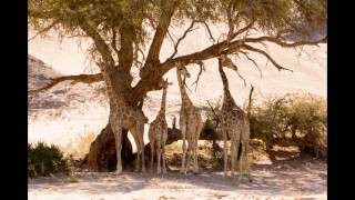 Namibia Damaraland Kaokoveld Etosha West 2012 HD [upl. by Peoples905]