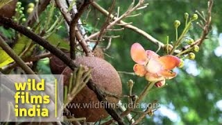 Rare blooms and fruit of the Cannonball tree [upl. by Anaytat301]