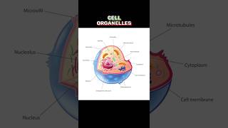 CELL ORGANELLES cellorganelles  WHAT IS CELL ORGANELLES shortsviraltrending [upl. by Mayman320]