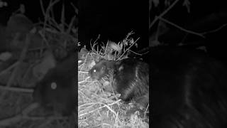 How a beaver builds a dam wildlife beavers nature night trailcam work fyp trapping fur [upl. by Patrich]