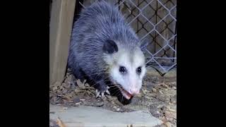 Opossum possum growling in defense [upl. by Rayford]