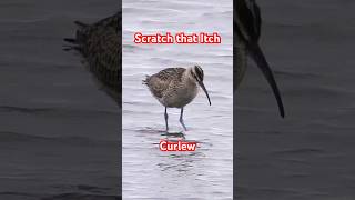 Whimbrel  Hudsonian Curlew at the Beach shorebirds sandpiper birdwatching birdshorts [upl. by Ashla]