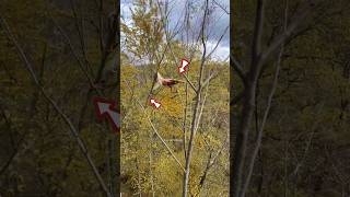 Man Climbs from Tree to Tree shortsvideo [upl. by Elahcar]