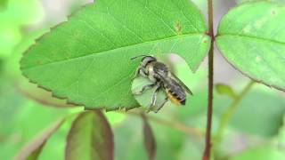 Megachile centuncularis knippend Spijkerboor 2014 1 [upl. by Ahsir265]