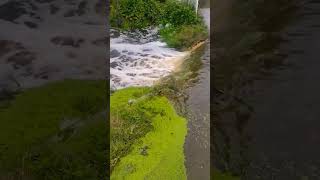 Inundaciones en Xochimilco se desbordan canales [upl. by Asilanna]