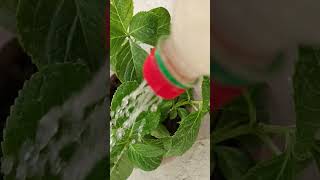 Home made Spray fertilizer for plant viralvideo shortvideo trending nature [upl. by Milo873]