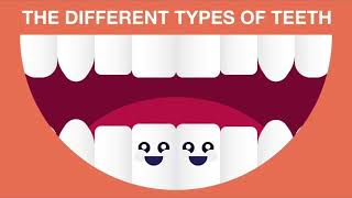 Types of Human Teeth  Human teeth teeth teethtypes [upl. by Limay]