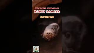 Binatang pemberani Honey Badger wildlife animals videos nature shorts short [upl. by Fortunio]