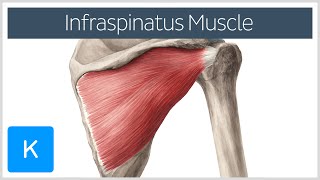 Infraspinatus Muscle  Origin Insertion amp Function  Human Anatomy  Kenhub [upl. by Tolley]