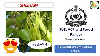 Shisham  Silviculture of Indian Trees for UPSC IFoS JPSC ACF Forest Range Officer [upl. by Ecyrb]