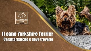 Il cane Yorkshire Terrier  Caratteristiche e dove trovarlo  Documentario di Allevamenti Razze [upl. by Reiter]