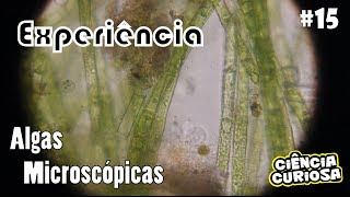 Experimento com Algas Microscópicas [upl. by Sumaes675]