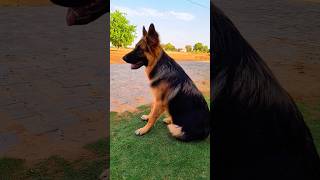 Pittbull vs German shepherd dog breed trending viralvideo shortvideo germanshepherd popular 🐕 [upl. by Gaughan]