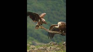 Golden Eagle vs vulture shortvideo shorts youtubeshorts shortfeed [upl. by Yllatan]