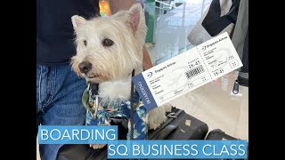 Westie DOG IN CABIN  Boarding SQ BUSINESS CLASS  SQ711 Bangkok  Singapore A350 [upl. by Ralip]