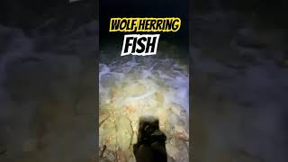 Woof herring fish fish fishing fishingstory beach anglermania story [upl. by Refenej]