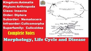 Mosquito Morphology Structure and Life Cycle With Completes Notes [upl. by Akiras]