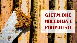 Gjetja dhe Mbledhja e Propolisit  How to collect propolis and where to find it [upl. by Ume299]