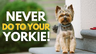 5 Things You Must Never Do to Your Yorkshire Terrier [upl. by Irok]