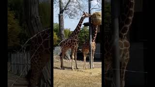 quotŻYRAFYquot zoo wycieczka girraffe zwierzęta chorzów żyrafa [upl. by Tanitansy]