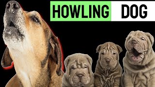 Puppy Howling To Make Your Dog Howl  Sound Effect [upl. by Mahla80]