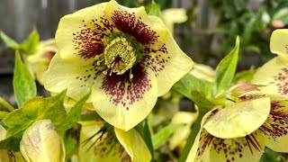 Hellebore Rio Carnival In Blooms  March 23 [upl. by Eleon]