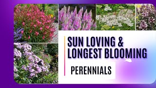 Best Drought Resistant Perennials  Perennials That Love The Heat  Plants For Rock Gardening [upl. by Lea750]