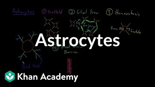 Astrocytes  Nervous system physiology  NCLEXRN  Khan Academy [upl. by Annabal240]