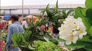 19 May Morning Galiff Street Flower Plants Market Update  Champa Rongoon Bougainvillea [upl. by Mccarthy349]