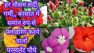 All Sessions Flowering plants हर मौसम गर्मीसर्दी बरसात साल के 12 महीने फूल देने वाले पौधे [upl. by Notlrak]