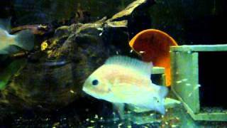 Cryptoheros myrnae breeding pair with free swimming fry [upl. by Sapphira]